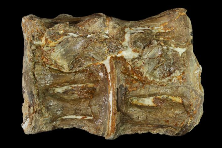 Fossil Fish (Ichthyodectes) Dorsal Vertebrae - Kansas #136485
